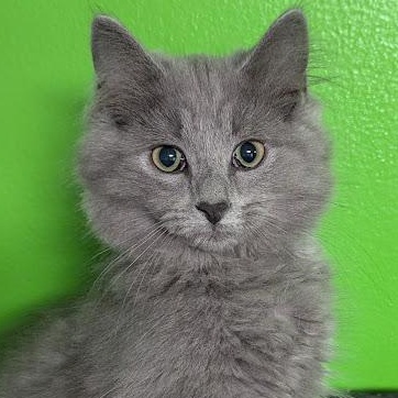 Dunkin Munchkin, adopted, Kitten Male Tabby & Domestic Long Hair.