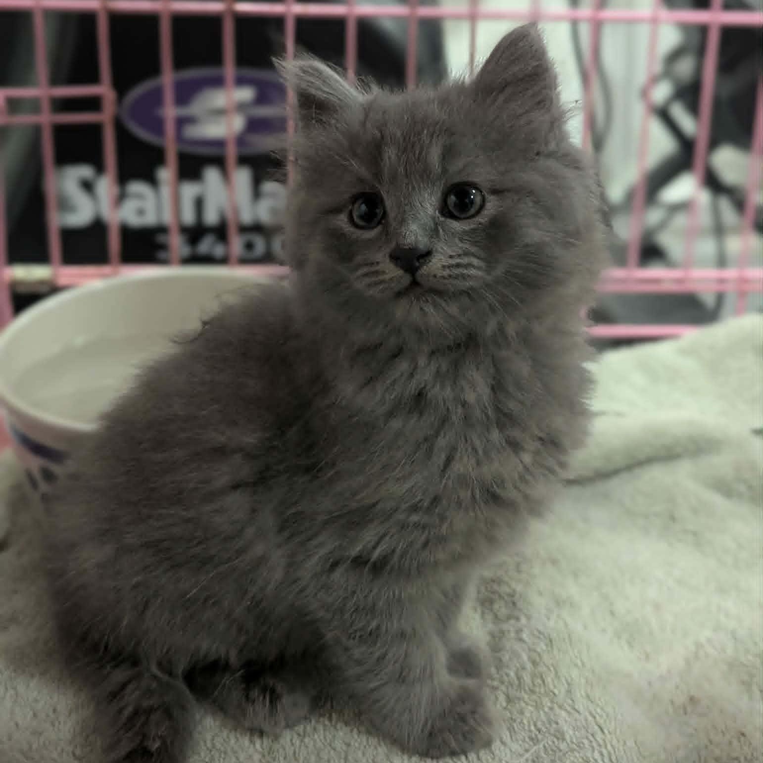 Dunkin Munchkin, an adopted mixed breed in Knox, PA image 4/6