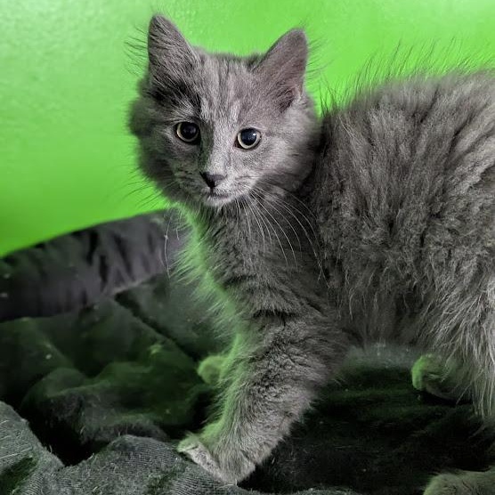 Dunkin Munchkin, an adopted mixed breed in Knox, PA image 2/6
