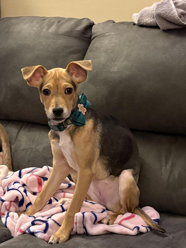 Enlarge Candy (PW 1677), a Adoptable mixed breed in Plymouth, MI image 1/2