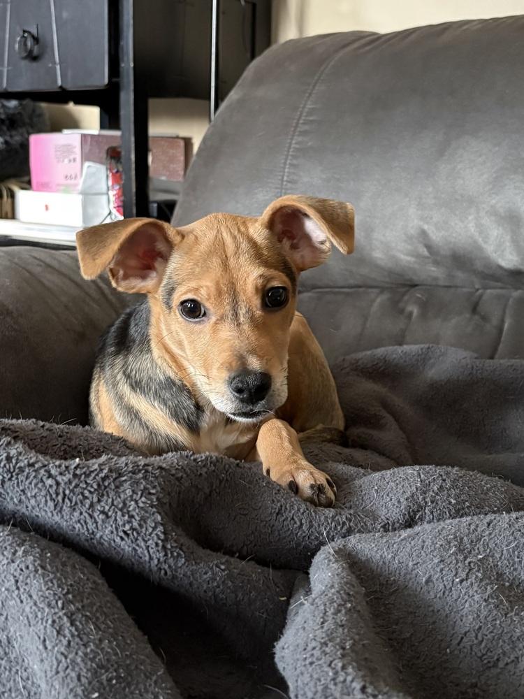 Enlarge Candy (PW 1677), a Adoptable mixed breed in Plymouth, MI image 2/2