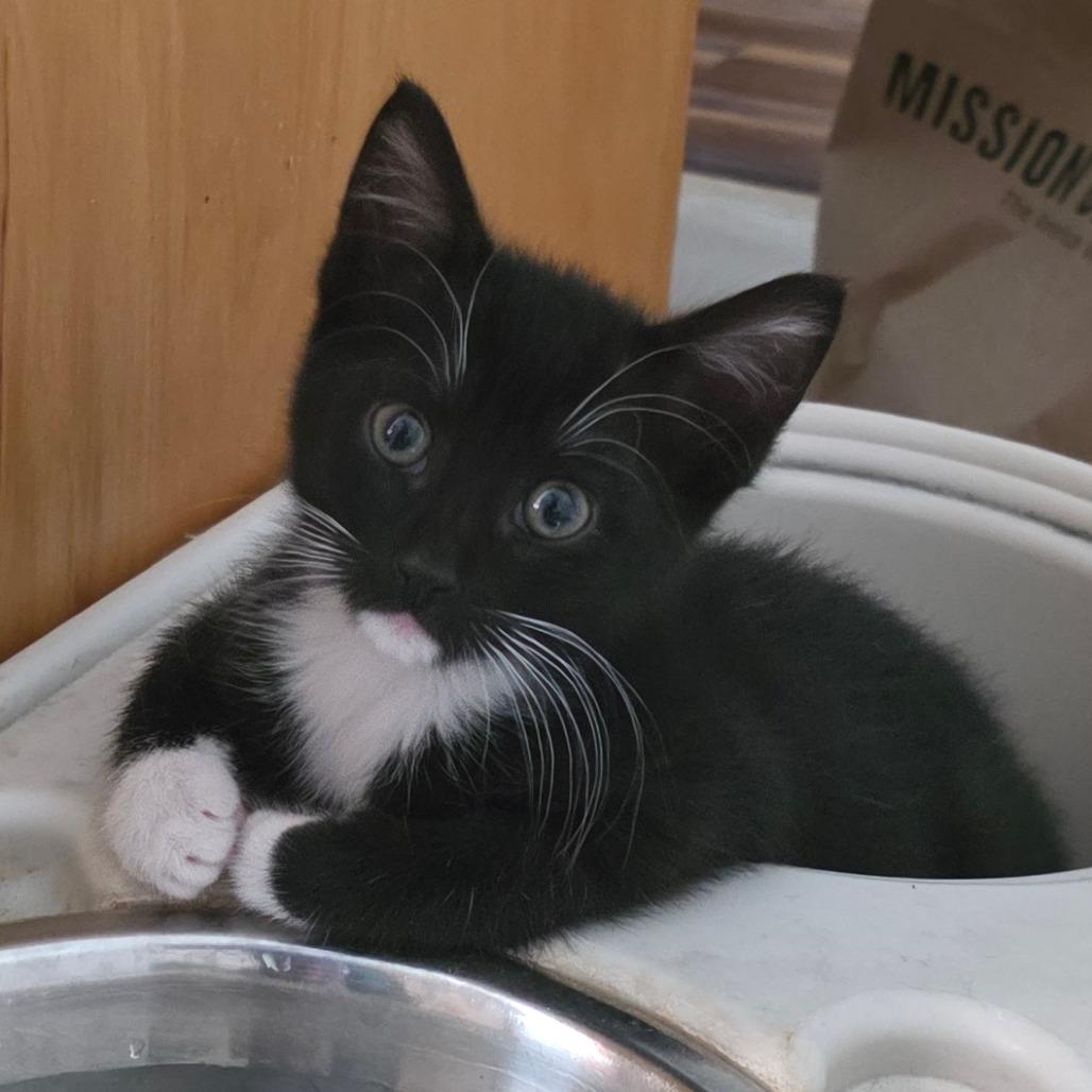 Shawn, Adoptable, Kitten Male Domestic Short Hair.