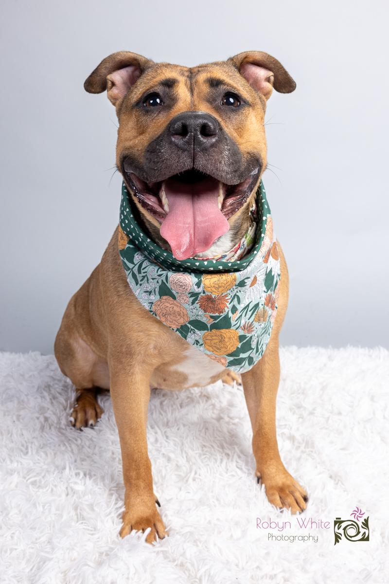 Daisy May, a Adoptable mixed breed in Cleveland, OH image 6/6