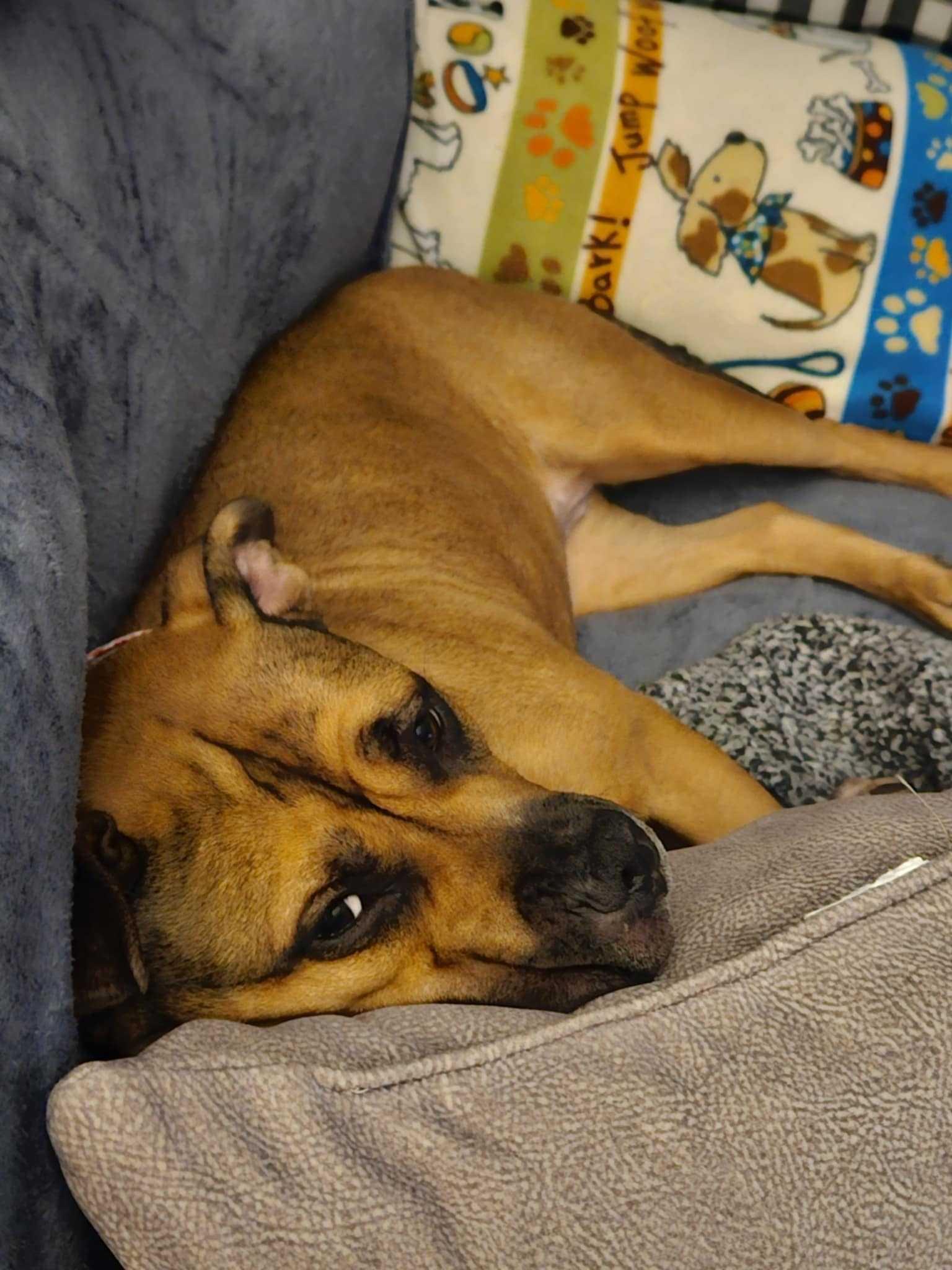 Daisy May, a Adoptable mixed breed in Cleveland, OH image 4/6