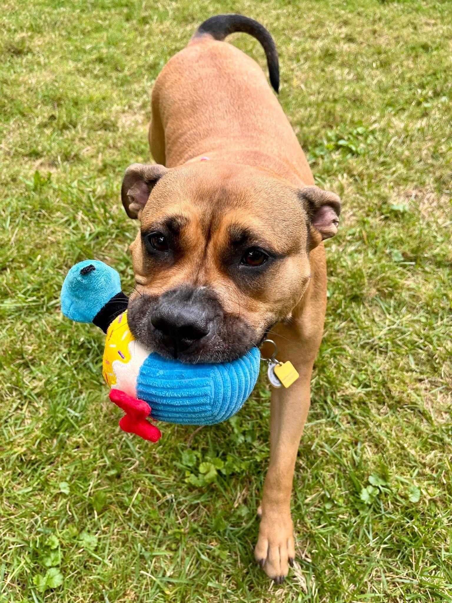 Daisy May, Adoptable, Young Female Terrier & Pit Bull Terrier.