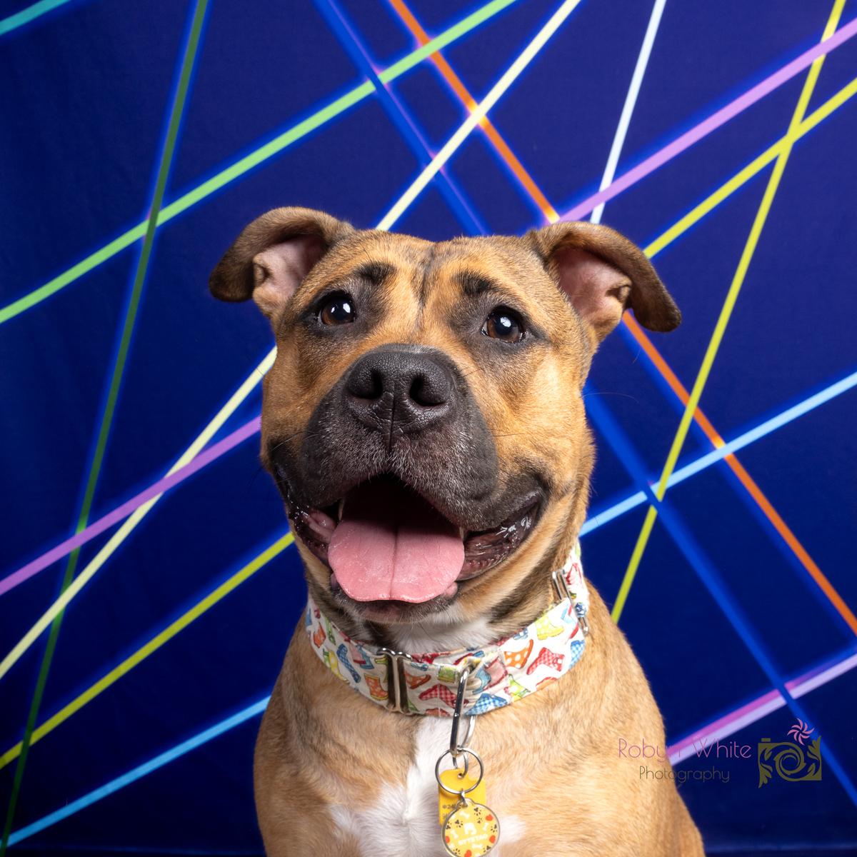 Daisy May, a Adoptable mixed breed in Cleveland, OH image 2/6