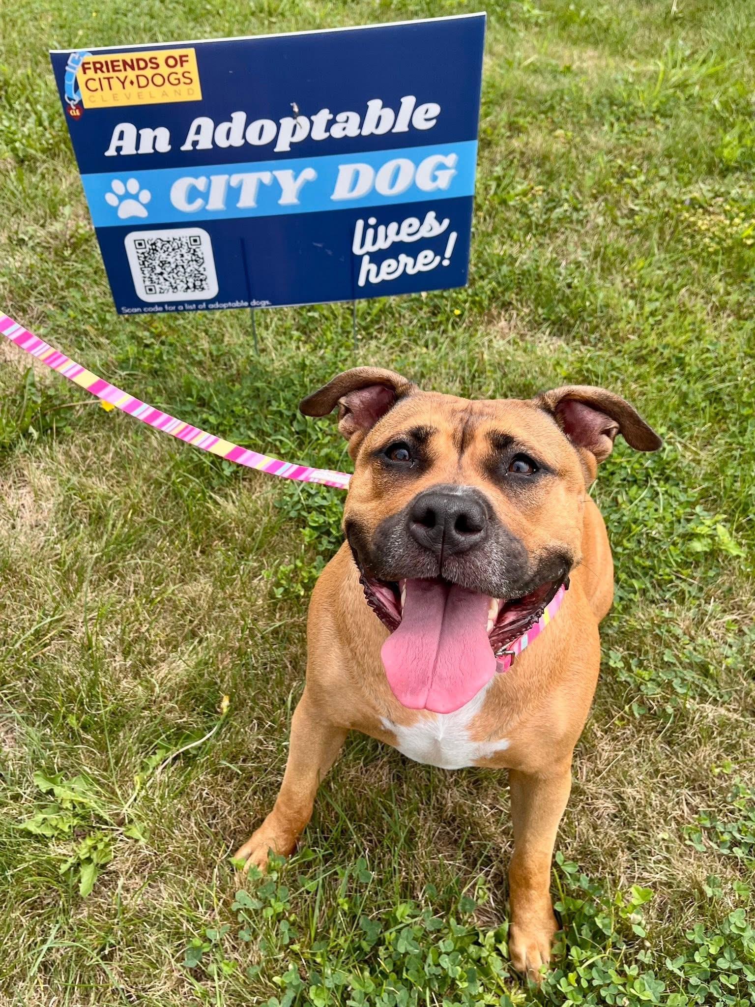 Daisy May, a Adoptable mixed breed in Cleveland, OH image 3/6