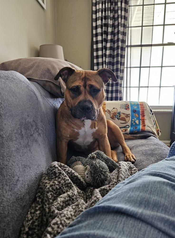 Daisy May, a Adoptable mixed breed in Cleveland, OH image 5/6