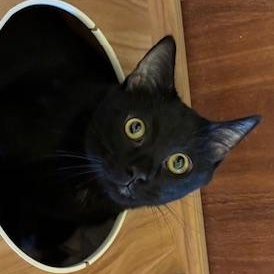Hooligan - Come meet me at The Kitten Around Cat Lounge!, Adoptable, Kitten Male Domestic Short Hair.