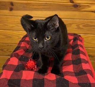 Hooligan, Adoptable, Kitten Male Domestic Short Hair.