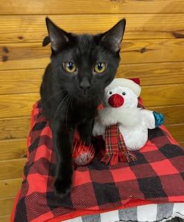 Hooligan, a Adoptable Domestic Short Hair in Cary, NC image 2/4