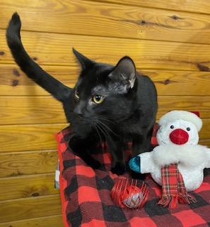 Hooligan, a Adoptable Domestic Short Hair in Cary, NC image 3/4