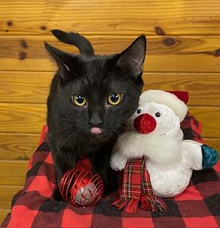 Hooligan, a Adoptable Domestic Short Hair in Cary, NC image 4/4