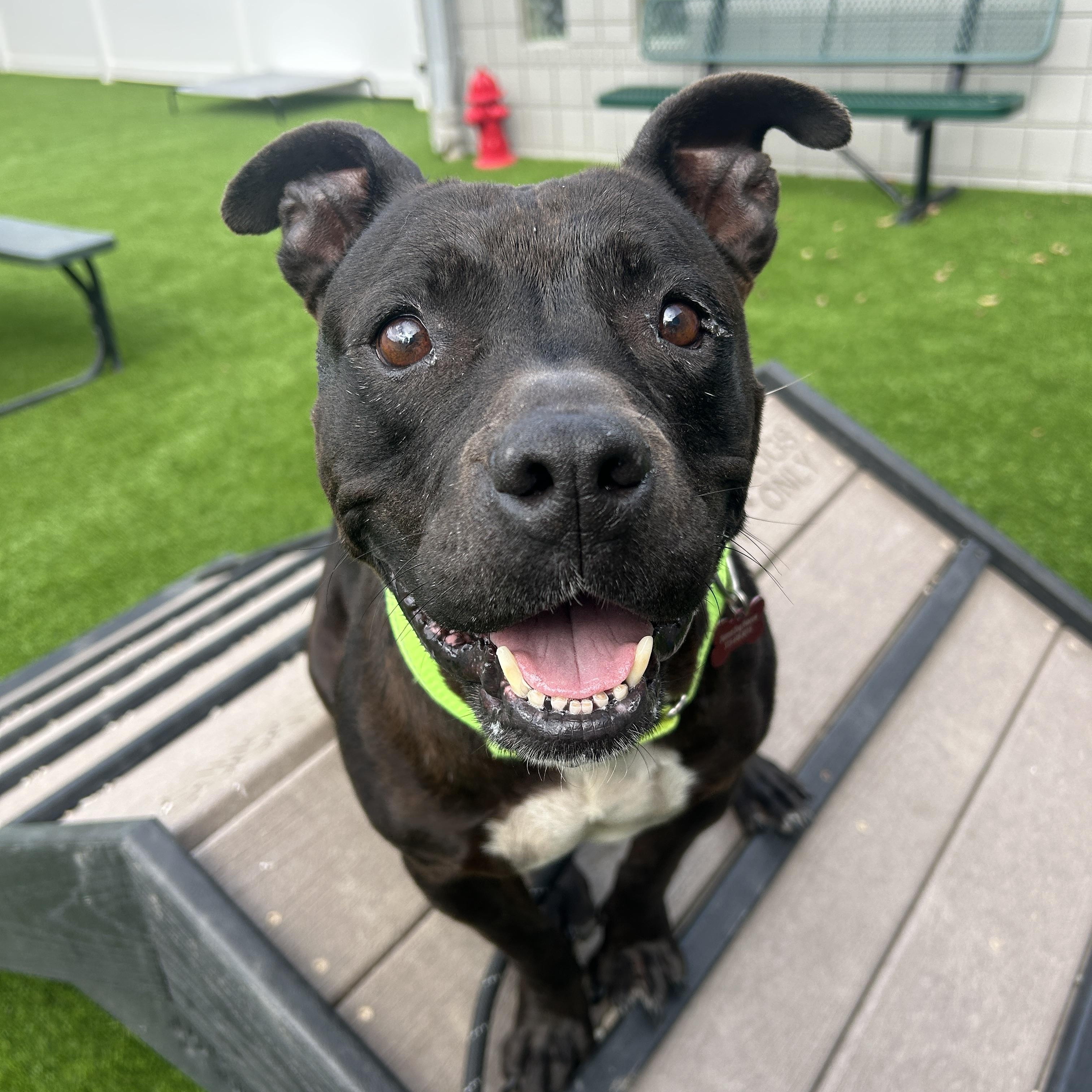 Eloise, Adoptable, Adult Female American Staffordshire Terrier & Mixed Breed.