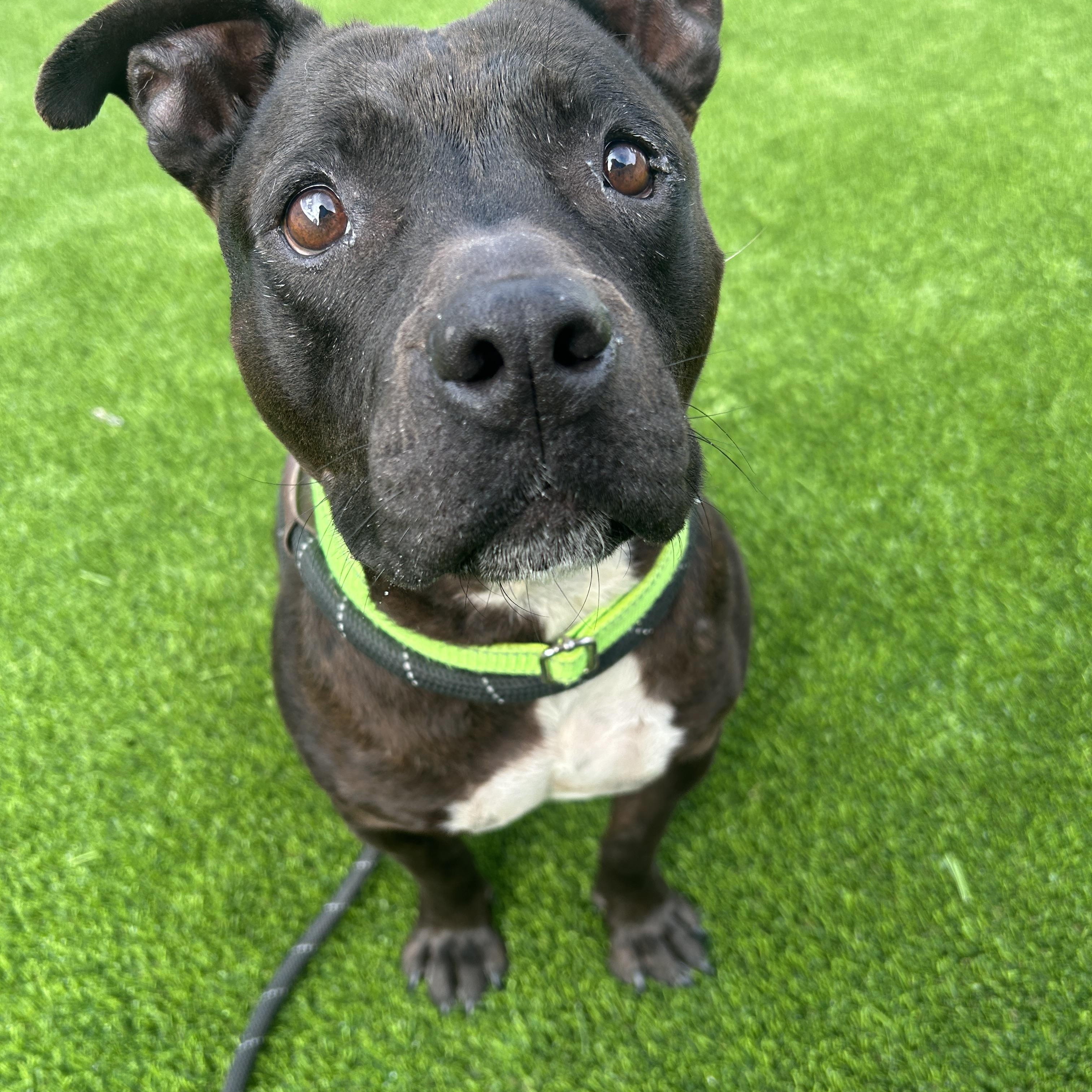 Enlarge Eloise, a Adoptable mixed breed in Detroit, MI image 3/3