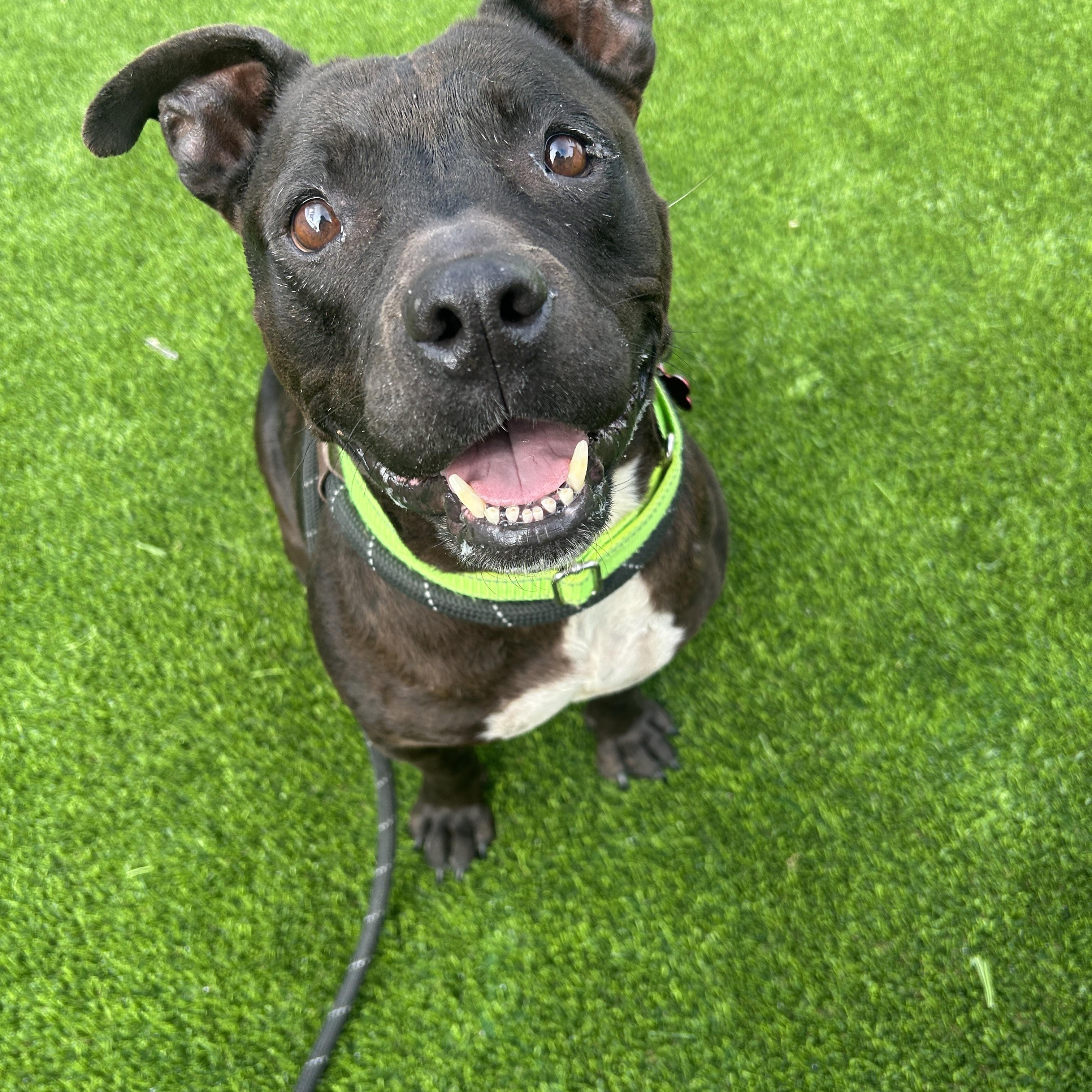 Enlarge Eloise, a Adoptable mixed breed in Detroit, MI image 2/3