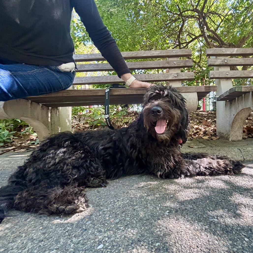 Oreo, Adoptable, Adult Female Standard Poodle & Black Labrador Retriever.