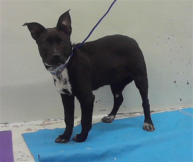 TOBY, Adoptable, Young Male Labrador Retriever & Mixed Breed.