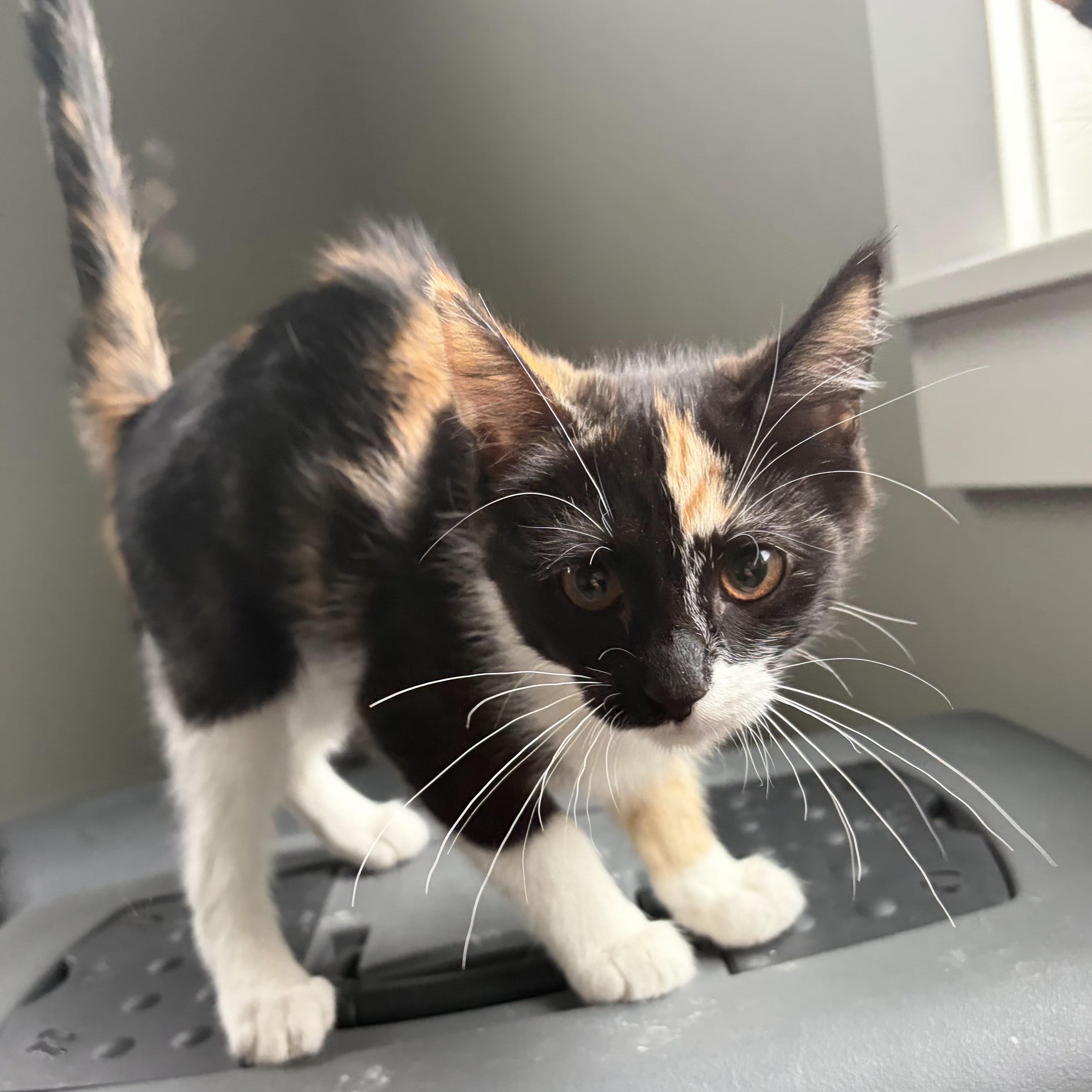 Enlarge Espresso, an adopted Domestic Short Hair in Grand Rapids, MI image 2/4
