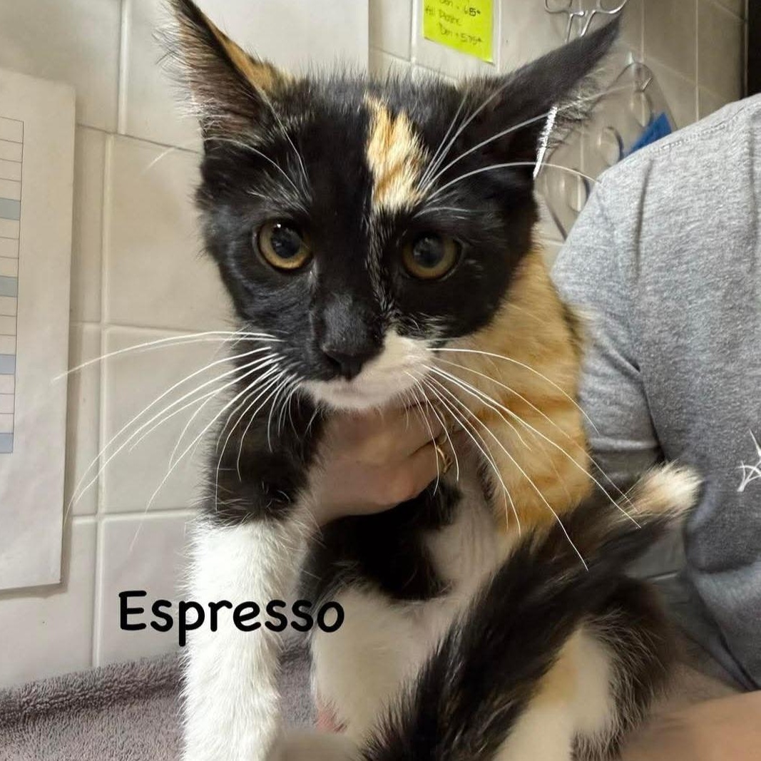 Enlarge Espresso, an adopted Domestic Short Hair in Grand Rapids, MI image 4/4