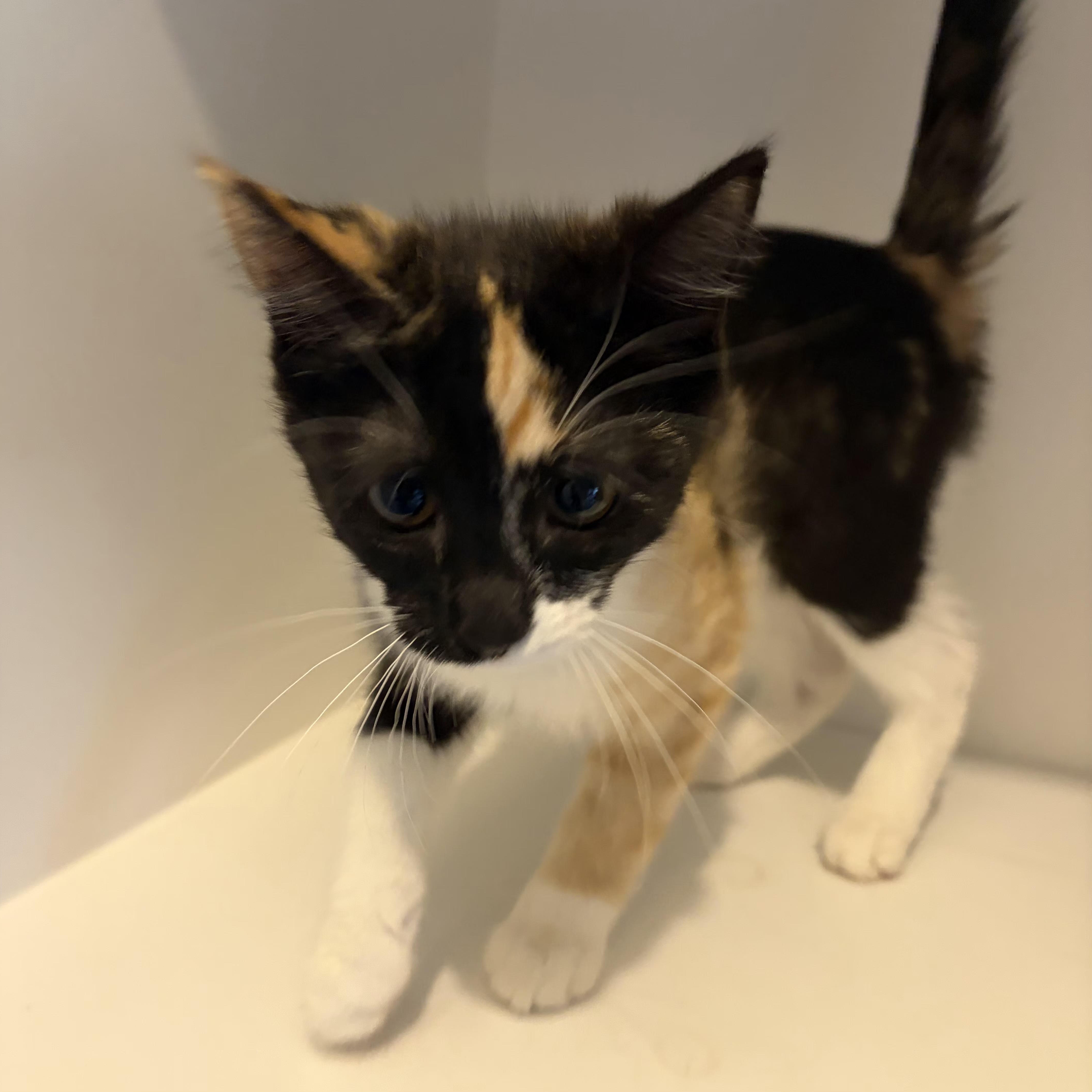 Enlarge Espresso, an adopted Domestic Short Hair in Grand Rapids, MI image 3/4