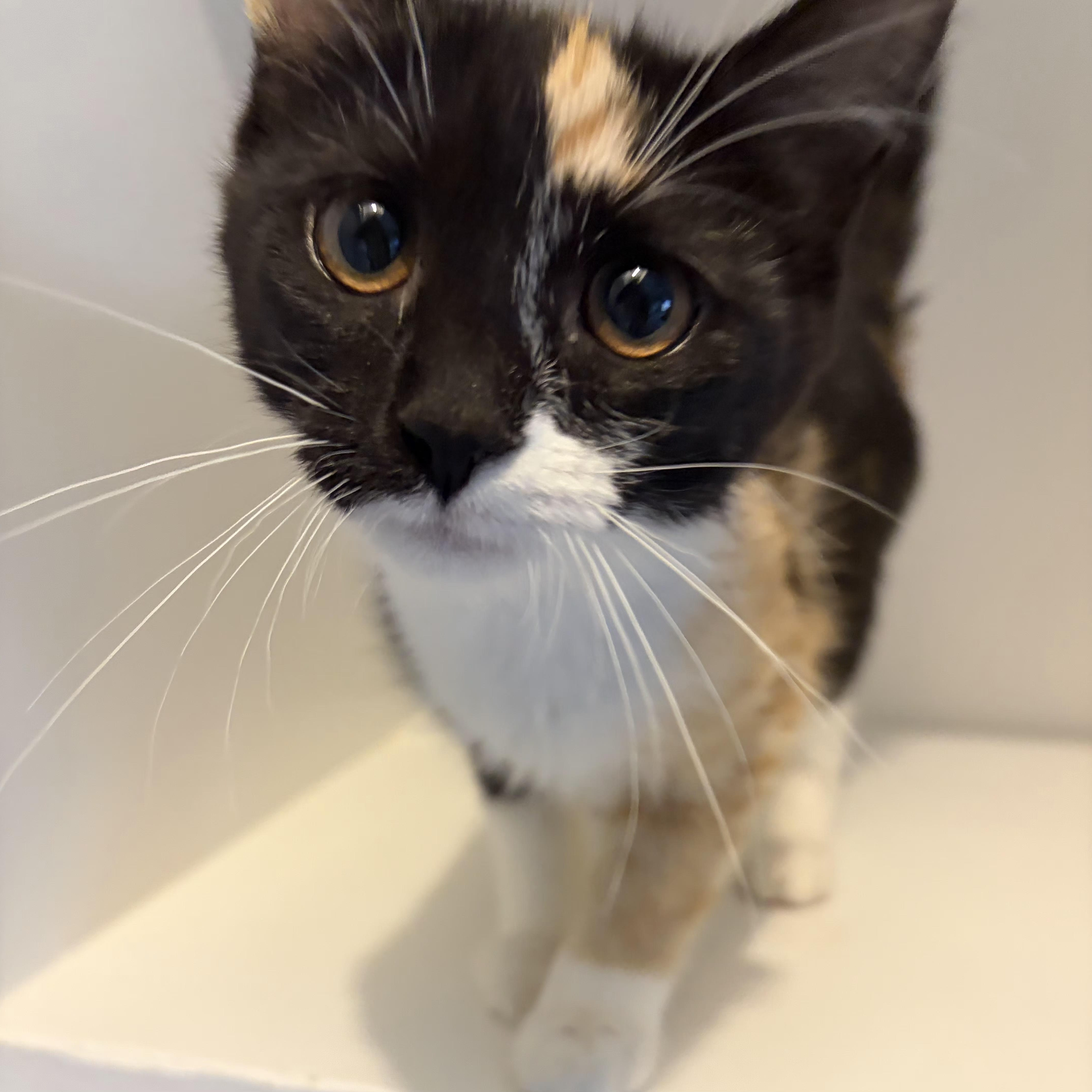 Enlarge Espresso, an adopted Domestic Short Hair in Grand Rapids, MI image 1/4