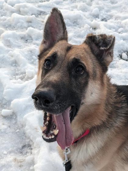 Titan, a Adoptable Mixed Breed in Fairfax, VA image 1/3