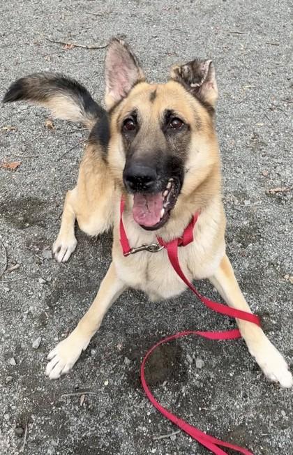 Titan, Adoptable, Adult Male Mixed Breed.