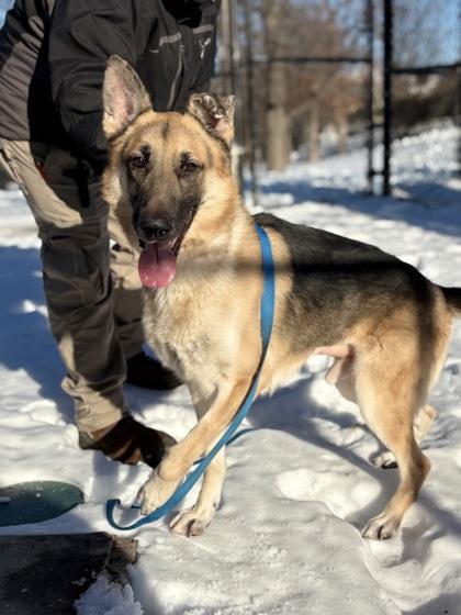 Titan, a Adoptable Mixed Breed in Fairfax, VA image 2/3