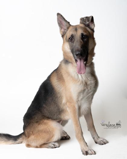 Titan, a Adoptable Mixed Breed in Fairfax, VA image 3/3