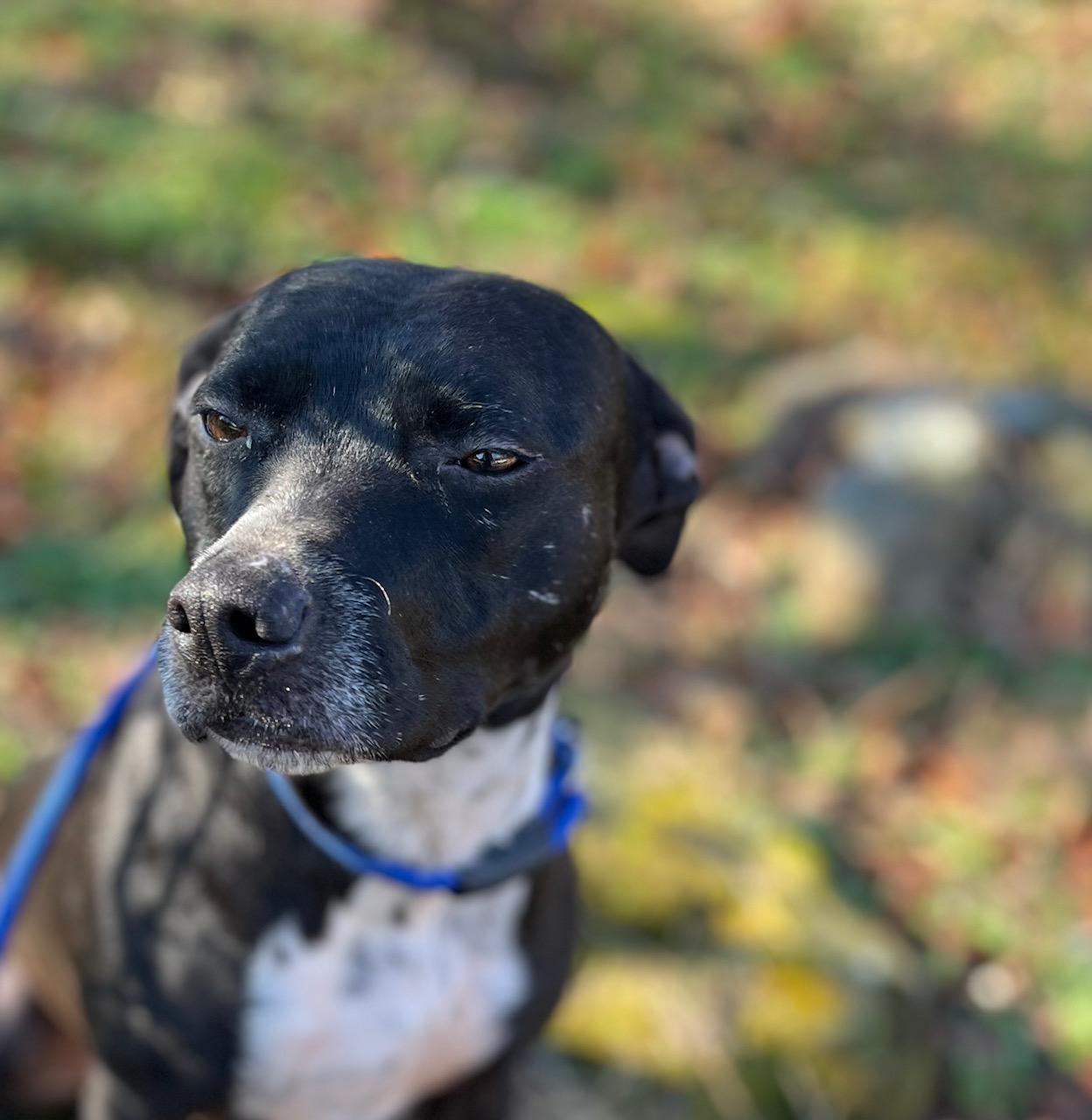 Enlarge Ella, a Adoptable mixed breed in Cape Elizabeth , ME image 4/5