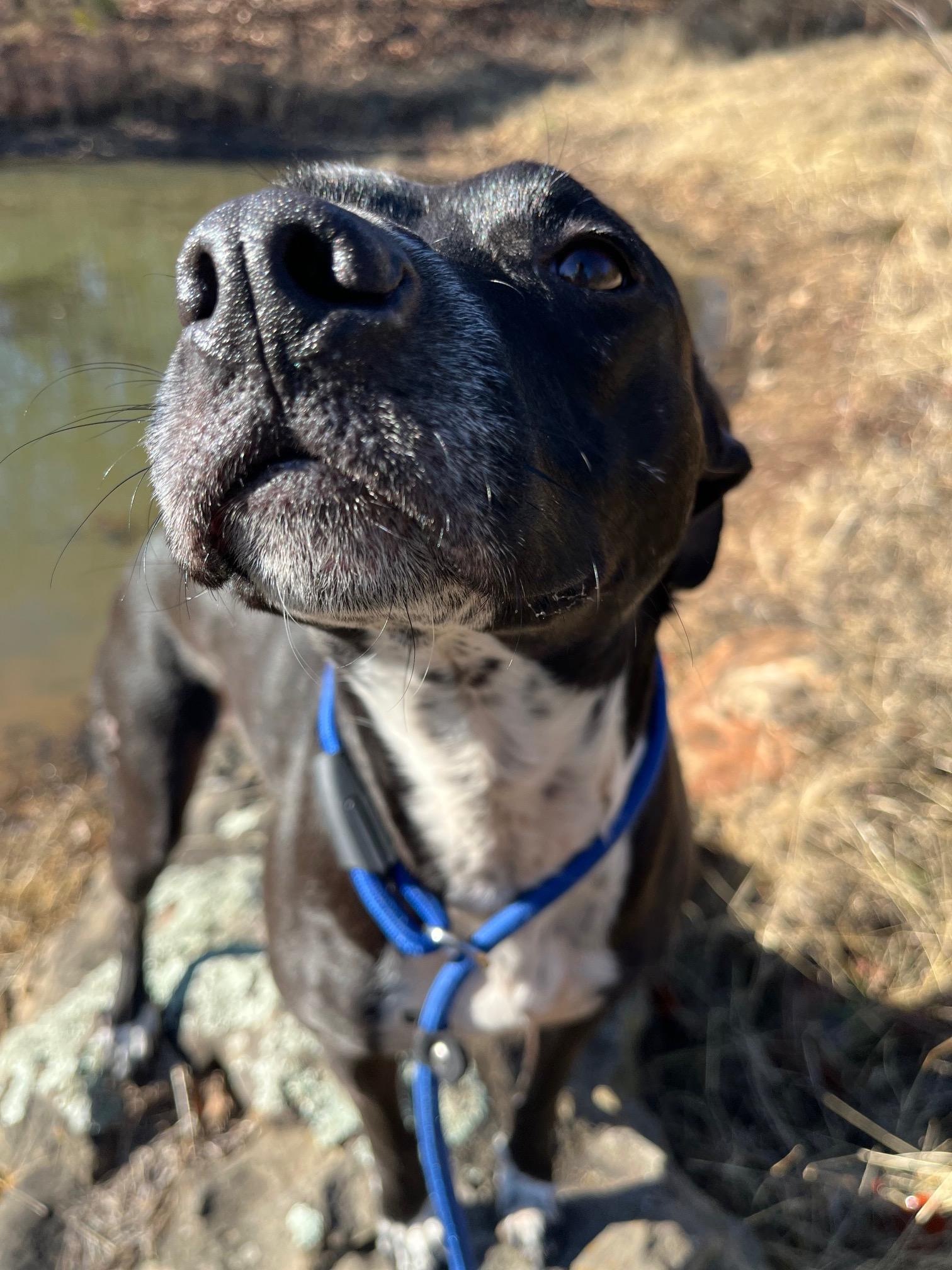 Enlarge Ella, a Adoptable mixed breed in Cape Elizabeth , ME image 2/5