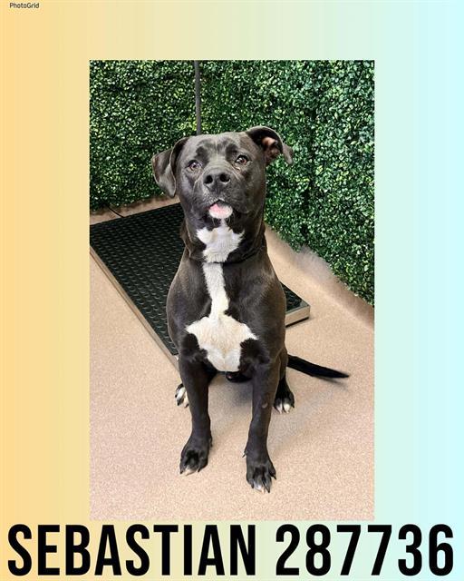 SEBASTIAN, Adoptable, Young Male Mixed Breed.