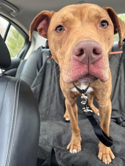 Enlarge Rudi, a Adoptable mixed breed in Batavia, OH image 1/3