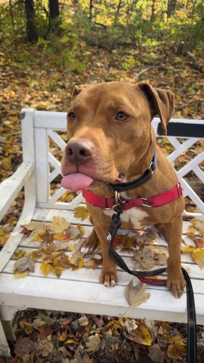 Enlarge Rudi, a Adoptable mixed breed in Batavia, OH image 2/3