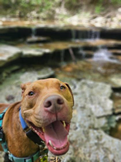 Enlarge Rudi, a Adoptable mixed breed in Batavia, OH image 3/3