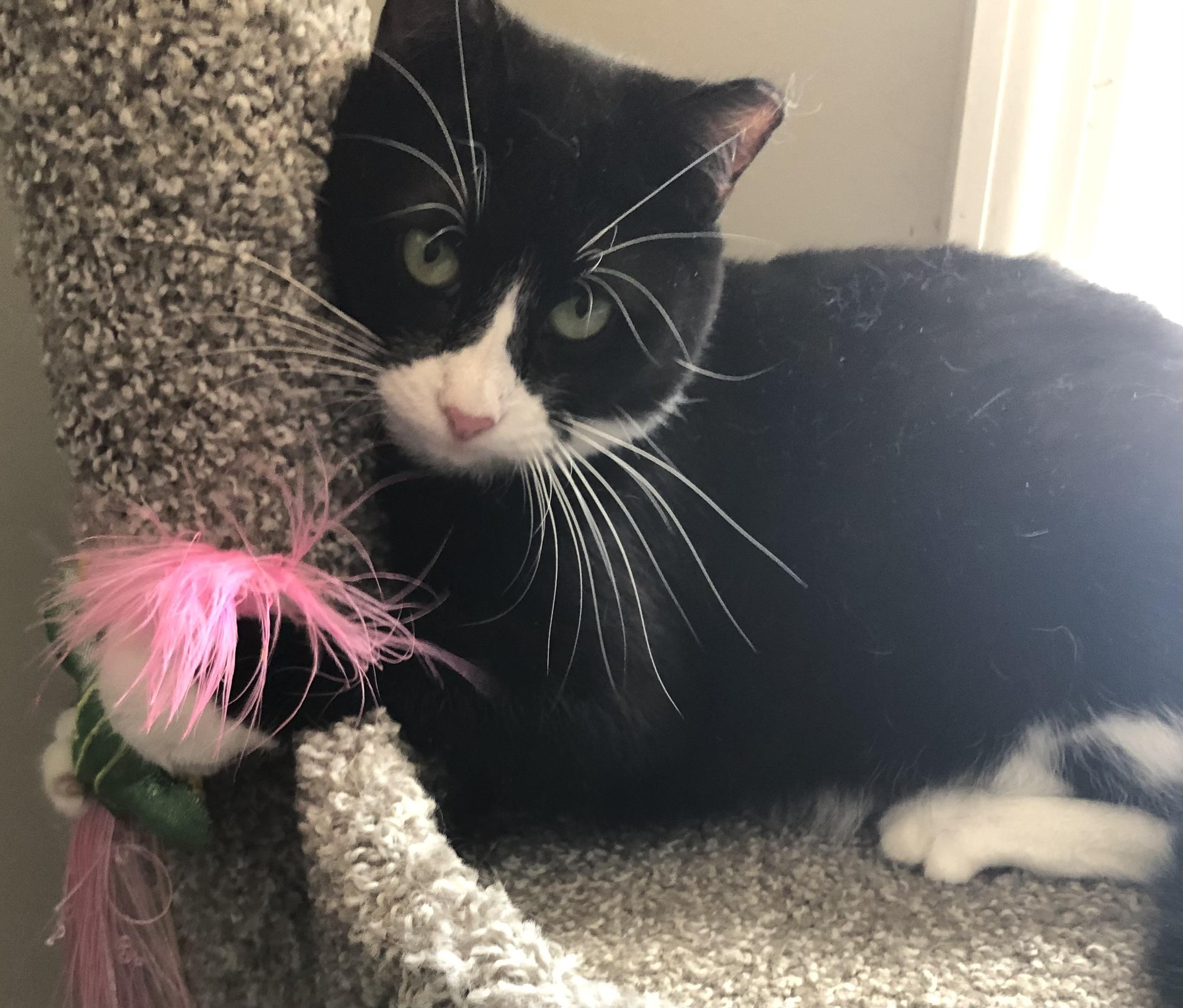 Spyder, Adoptable, Adult Female Domestic Short Hair.