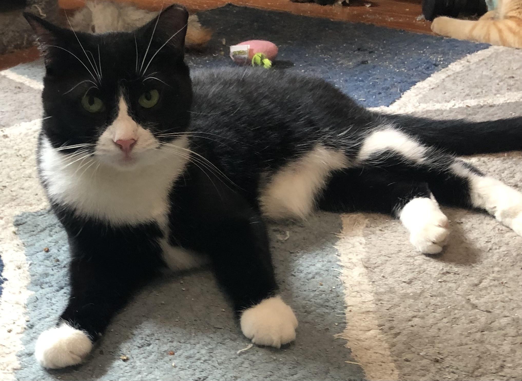 Spyder, a Adoptable Domestic Short Hair in Bellmawr, NJ image 2/4