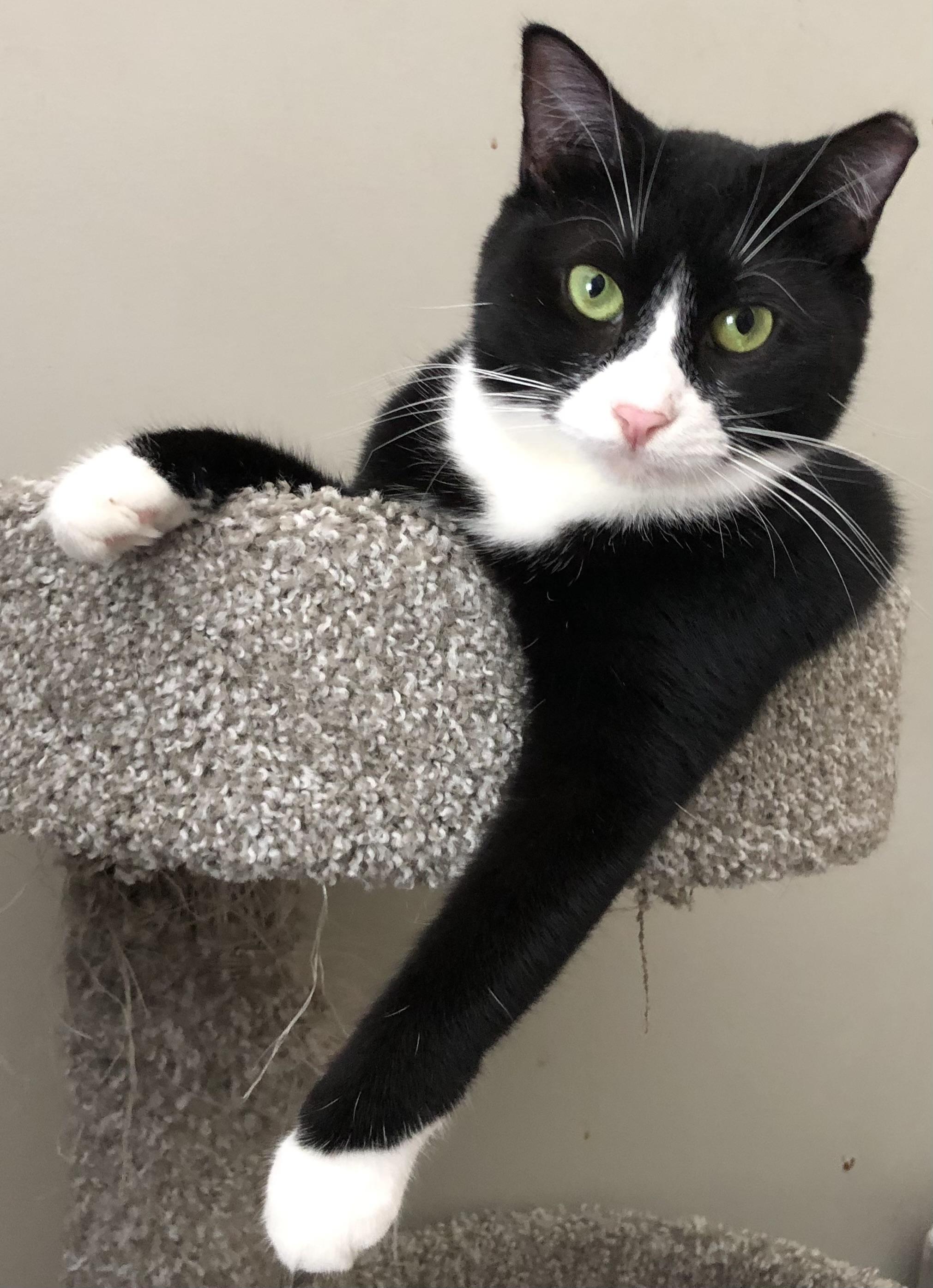 Spyder, a Adoptable Domestic Short Hair in Bellmawr, NJ image 1/4