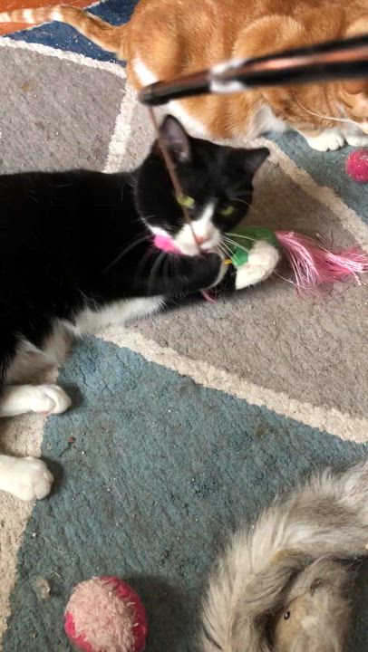 Enlarge Spyder, a Adoptable Domestic Short Hair in Bellmawr, NJ video 4/4