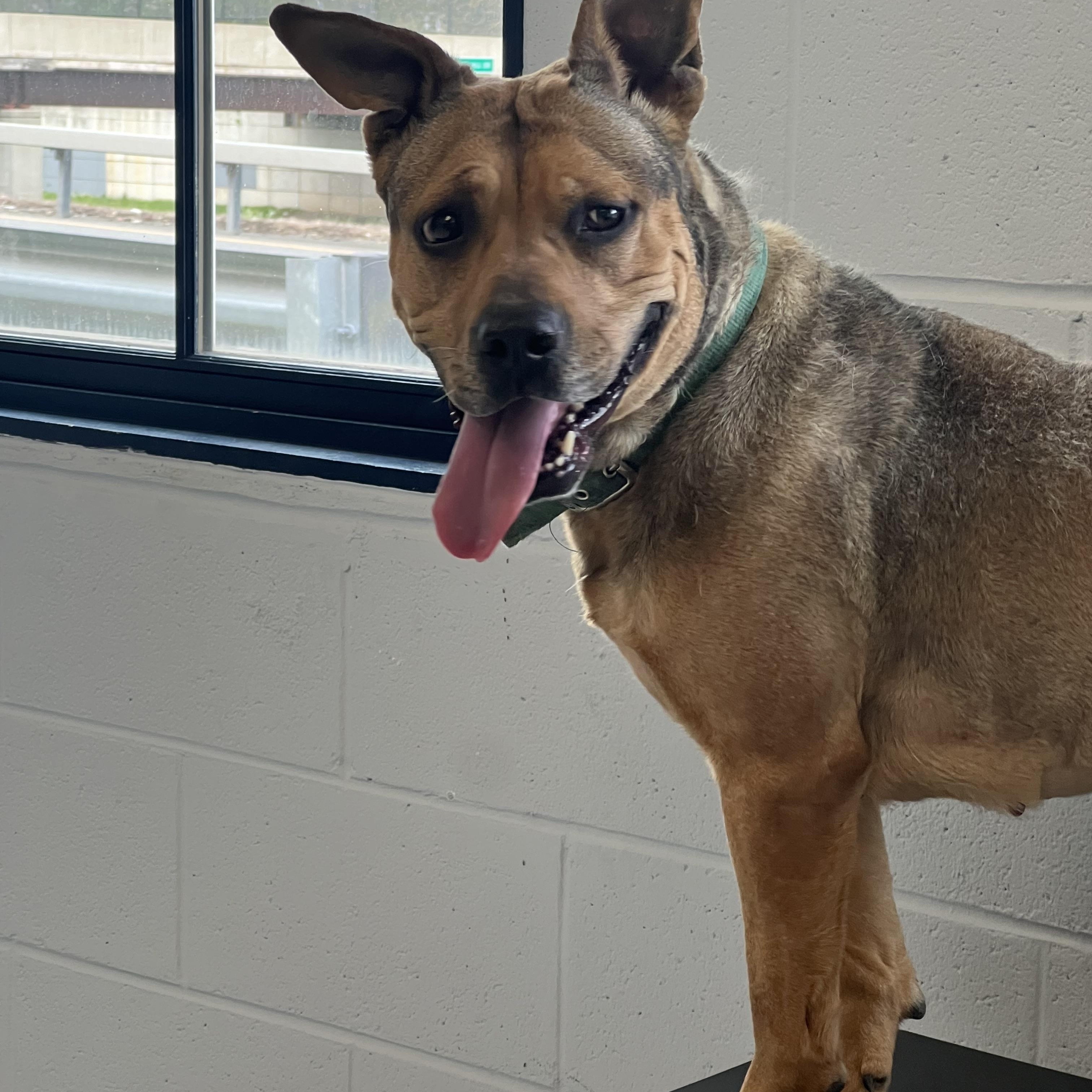 Bella, a Adoptable mixed breed in Yonkers, NY image 3/6