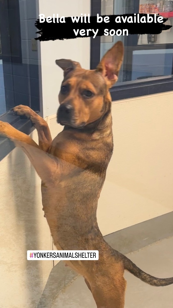 Bella, a Adoptable mixed breed in Yonkers, NY image 2/6