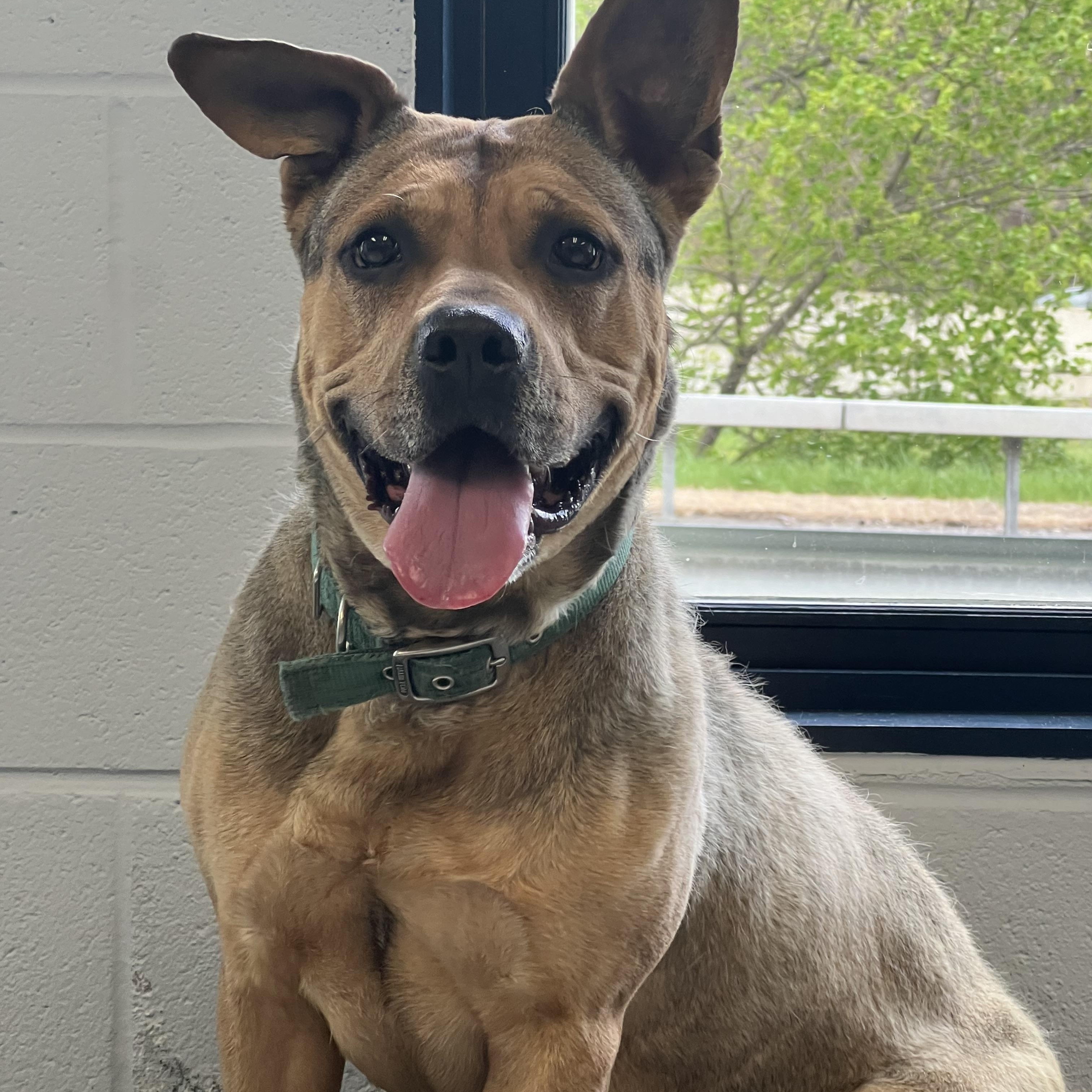 Bella, a Adoptable mixed breed in Yonkers, NY image 1/6