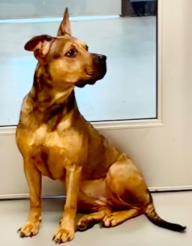 Bella, a Adoptable mixed breed in Yonkers, NY image 4/6