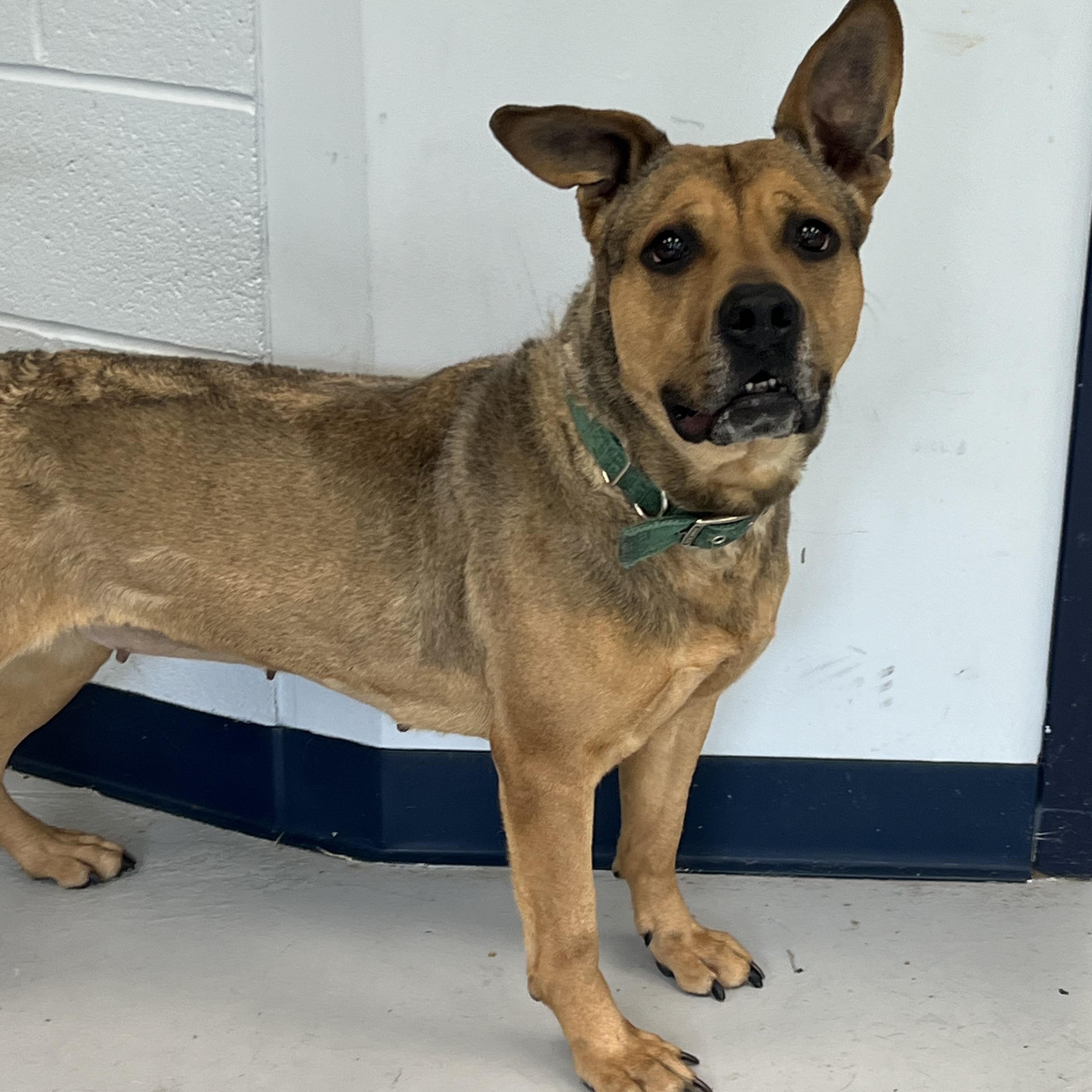 Bella, a Adoptable mixed breed in Yonkers, NY image 6/6