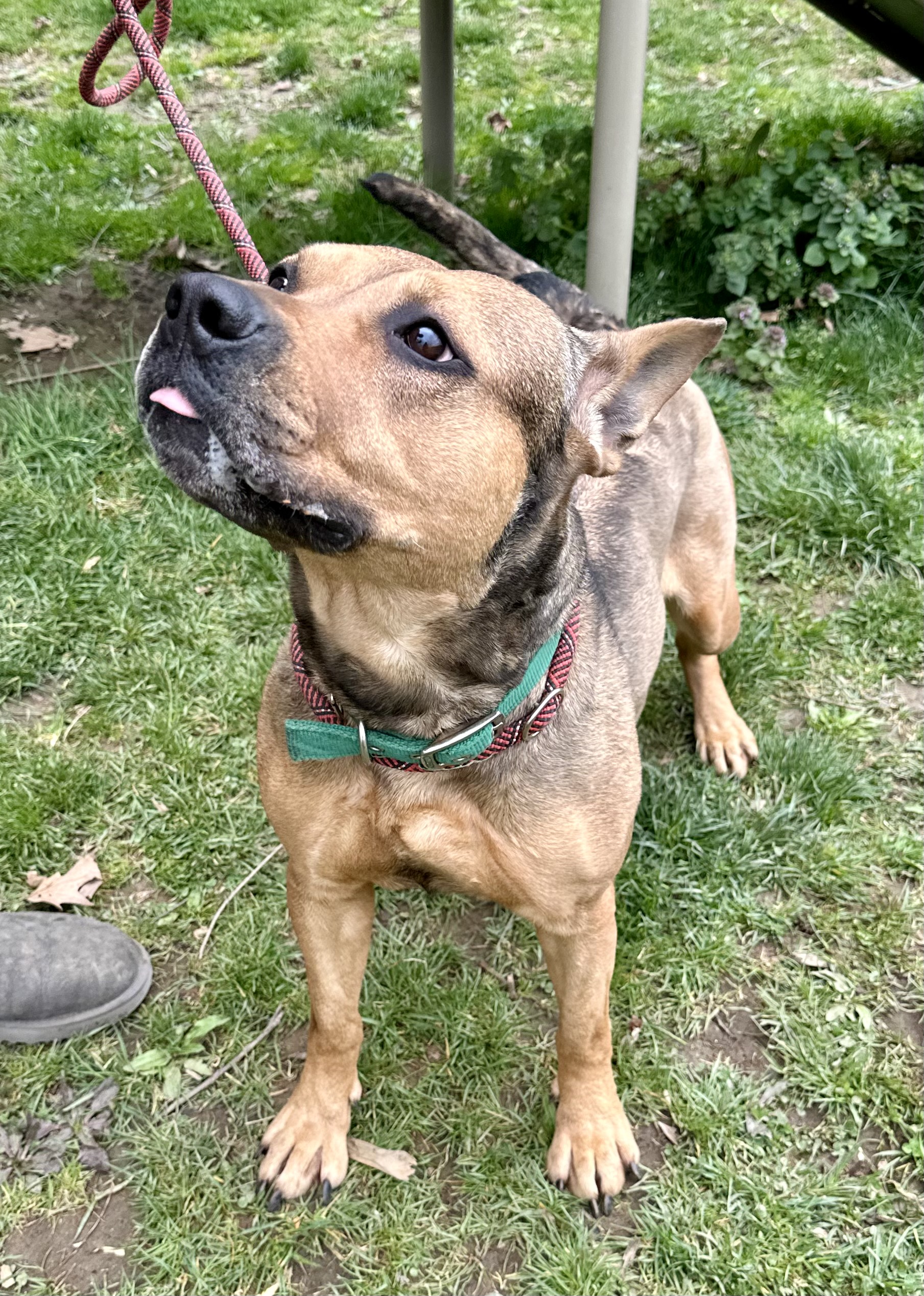 Bella, a Adoptable mixed breed in Yonkers, NY image 5/6