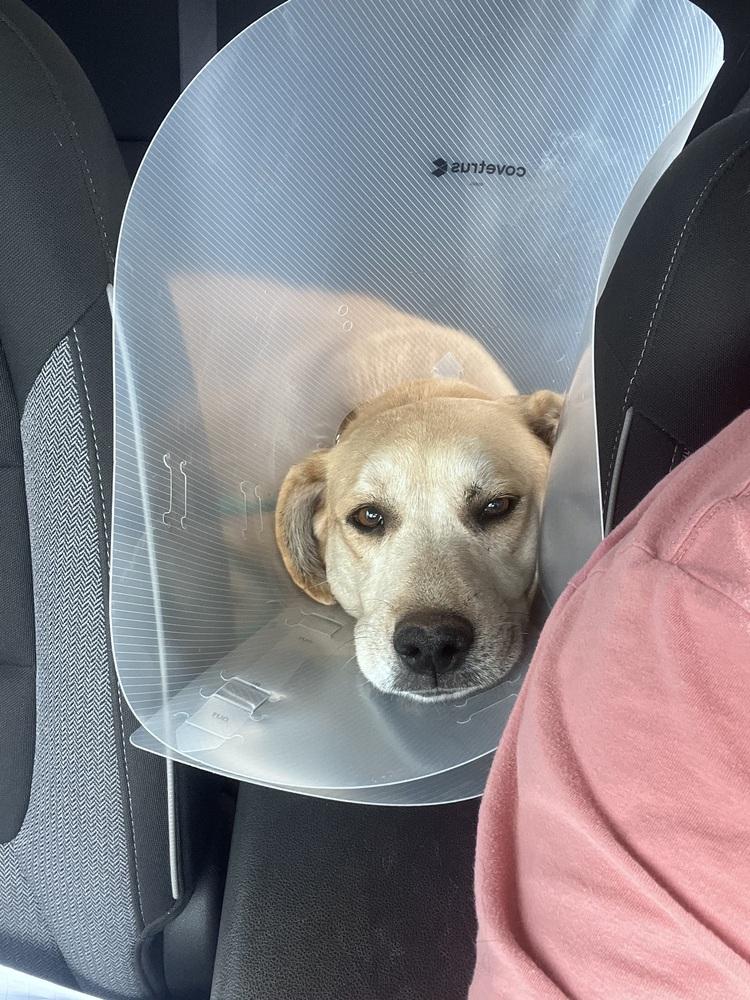 Enlarge Cattone / Mama Juniper, a Adoptable mixed breed in Broomfield, CO image 1/6