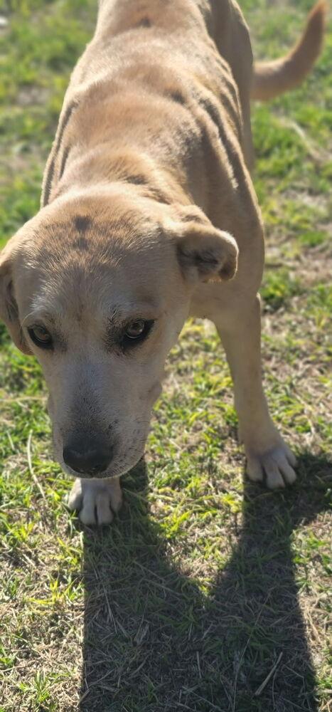 Enlarge Cattone / Mama Juniper, a Adoptable mixed breed in Broomfield, CO image 3/6
