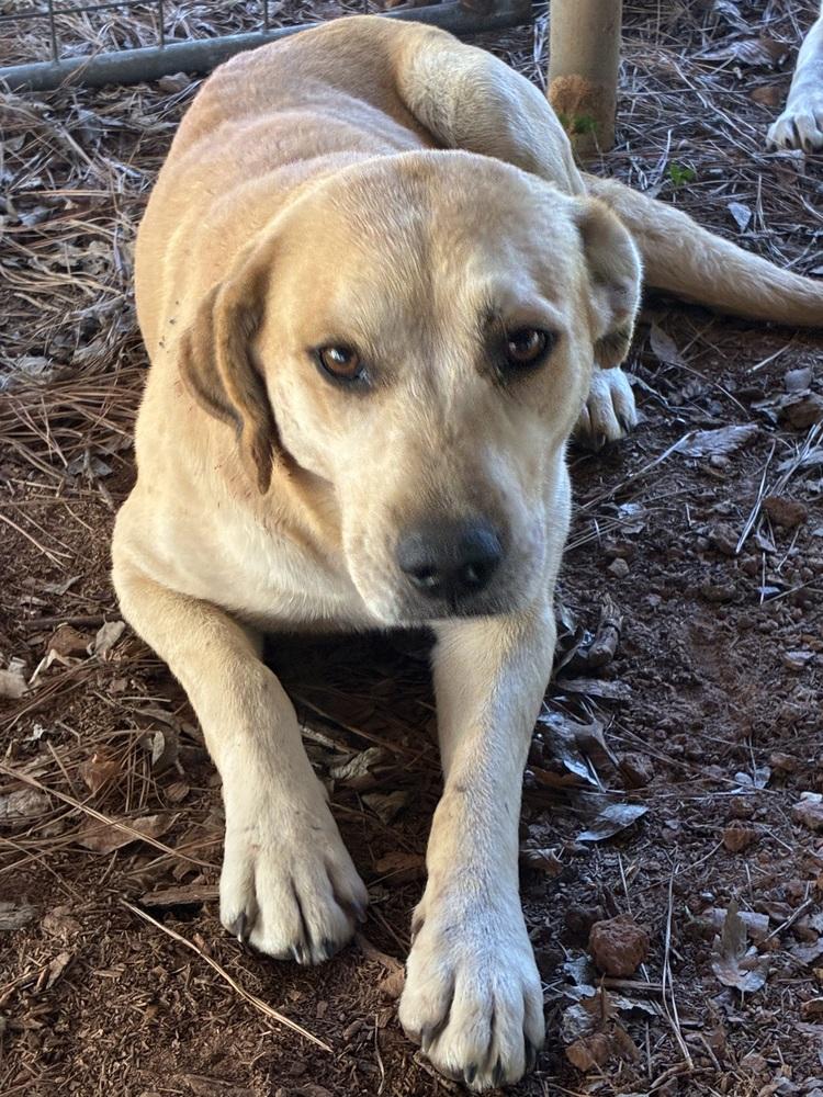 Enlarge Cattone / Mama Juniper, a Adoptable mixed breed in Broomfield, CO image 5/6