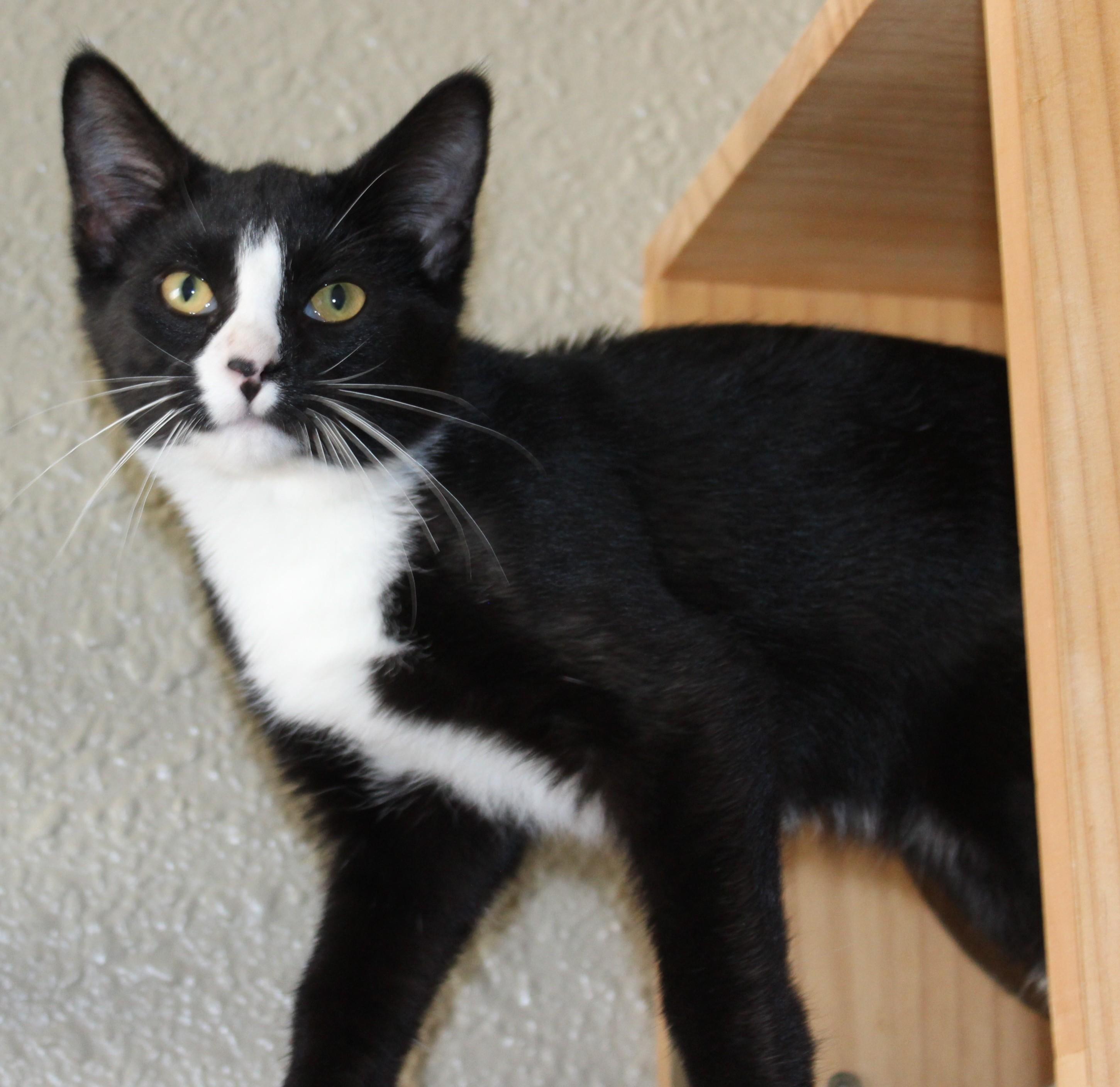 Kona, Adoptable, Young Female Domestic Short Hair.